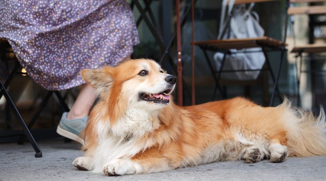Best Pet Insurance for Senior Dogs: A Comprehensive Guide