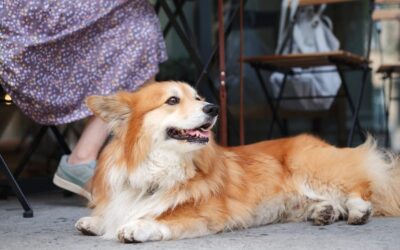 Best Pet Insurance for Senior Dogs: A Comprehensive Guide