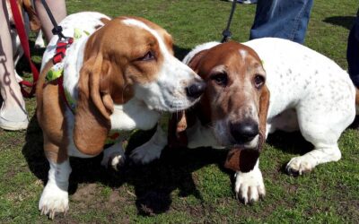 Dwight rescue group gets money to help at-risk older dogs