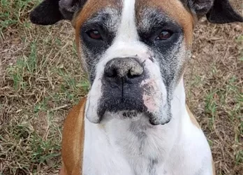 Sherman