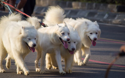 How Old Is 9 in Dog Years? Vet-Approved Guide to Each Size of Dog