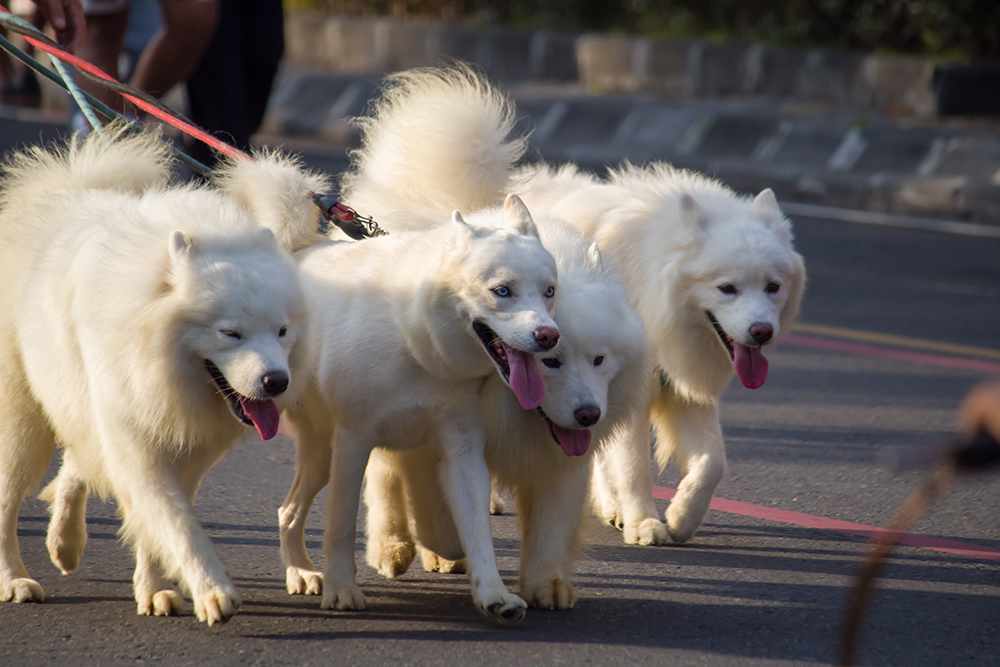 How Old Is 9 in Dog Years? Vet-Approved Guide to Each Size of Dog