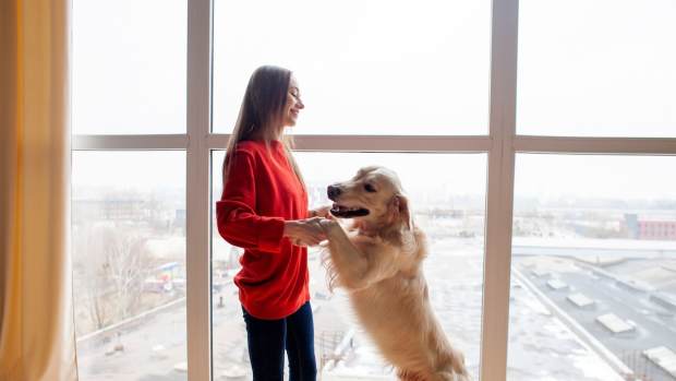 Golden Retriever Watches Parents Practice First Dance with Look of Pure Love