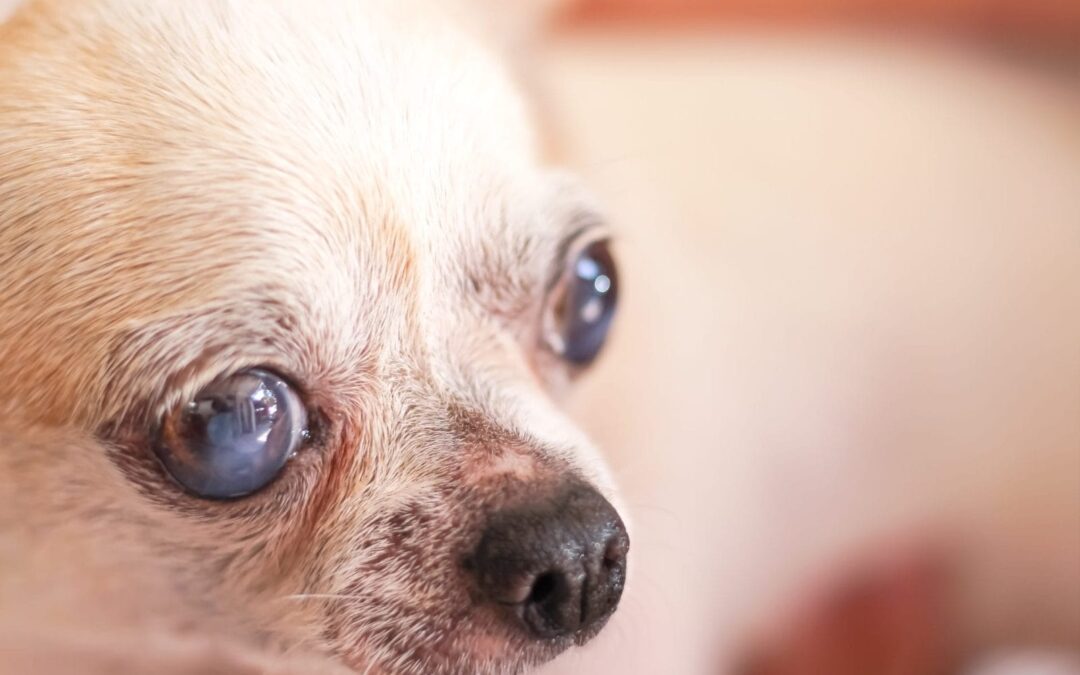 Blind Senior Dog’s Sweet Reaction to Grandma’s Visit Warms Hearts