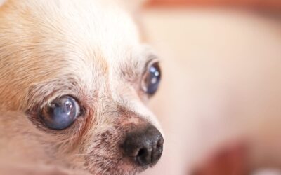 Blind Senior Dog’s Sweet Reaction to Grandma’s Visit Warms Hearts