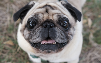 Man’s Sad but True Goodbye to His Senior Pug Is Spot-On