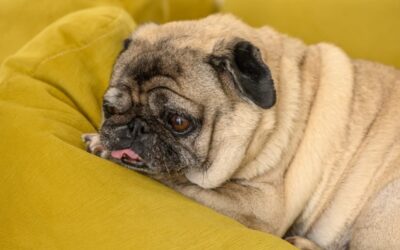 Senior Dog Rescue Mom Explains How Life-Sized Dummy Helps Ease Separation Anxiety