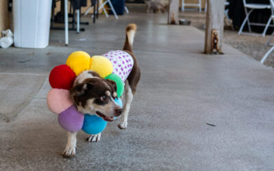Brittany Foundation marks three decades of dog rescue and rehabilitation