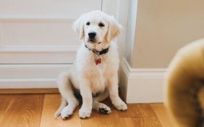 Dog trainer issues warning over how people greet their pets
