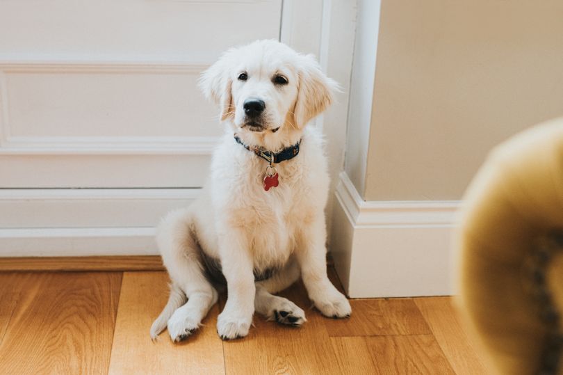 Dog trainer issues warning over how people greet their pets