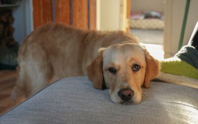 Dog owners warned to be careful about how they say hello to their pets