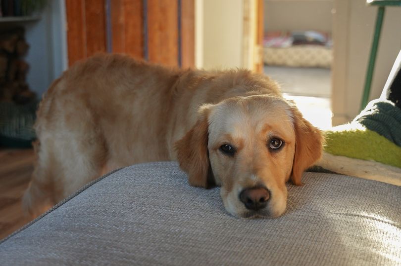 Dog owners warned to be careful about how they say hello to their pets