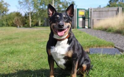 Friendly’ 13-year-old dog spends weeks in kennels being ‘overlooked’ for forever home