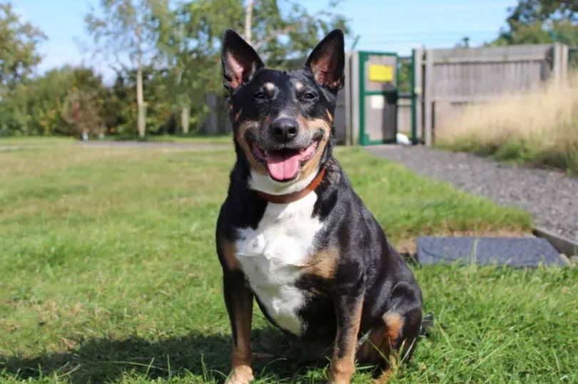 Friendly’ 13-year-old dog spends weeks in kennels being ‘overlooked’ for forever home