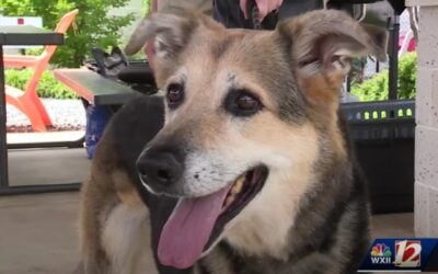 Senior Shelter Dog with Dementia Finds Hope When Familiar Face Steps In