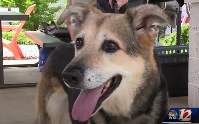 Senior Shelter Dog with Dementia Finds Hope When Familiar Face Steps In