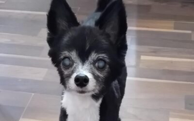 Four pictures show love for senior dogs