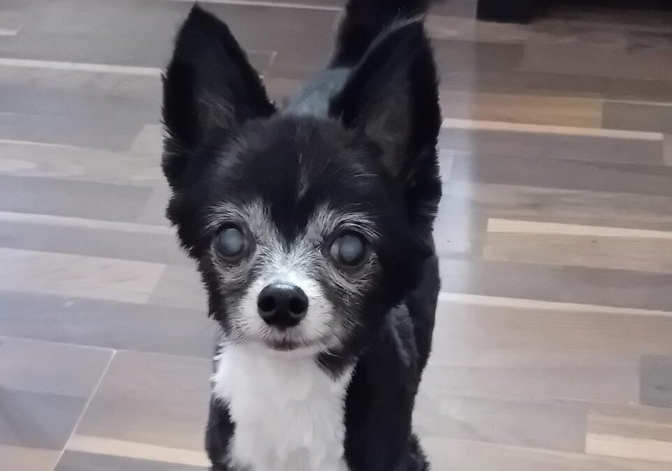 Four pictures show love for senior dogs