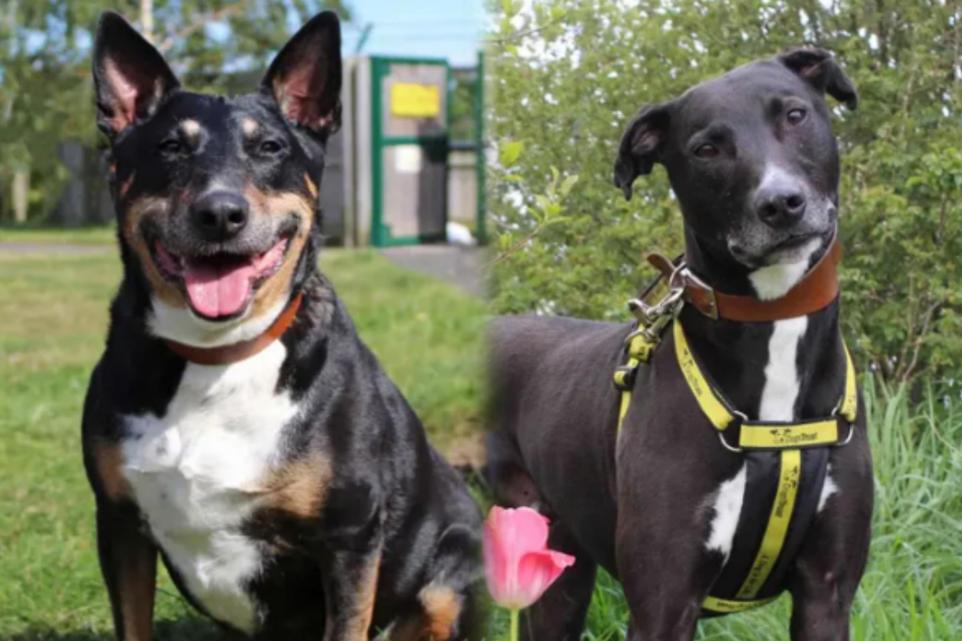 Dogs Trust Darlington: Meet the golden oldies ready to adopt