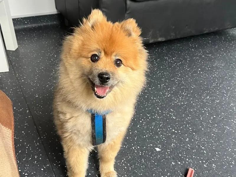 Dogs Trust Shoreham is looking for Alpha’s forever home