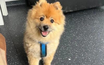 Senior pooch is searching for a peaceful retirement home