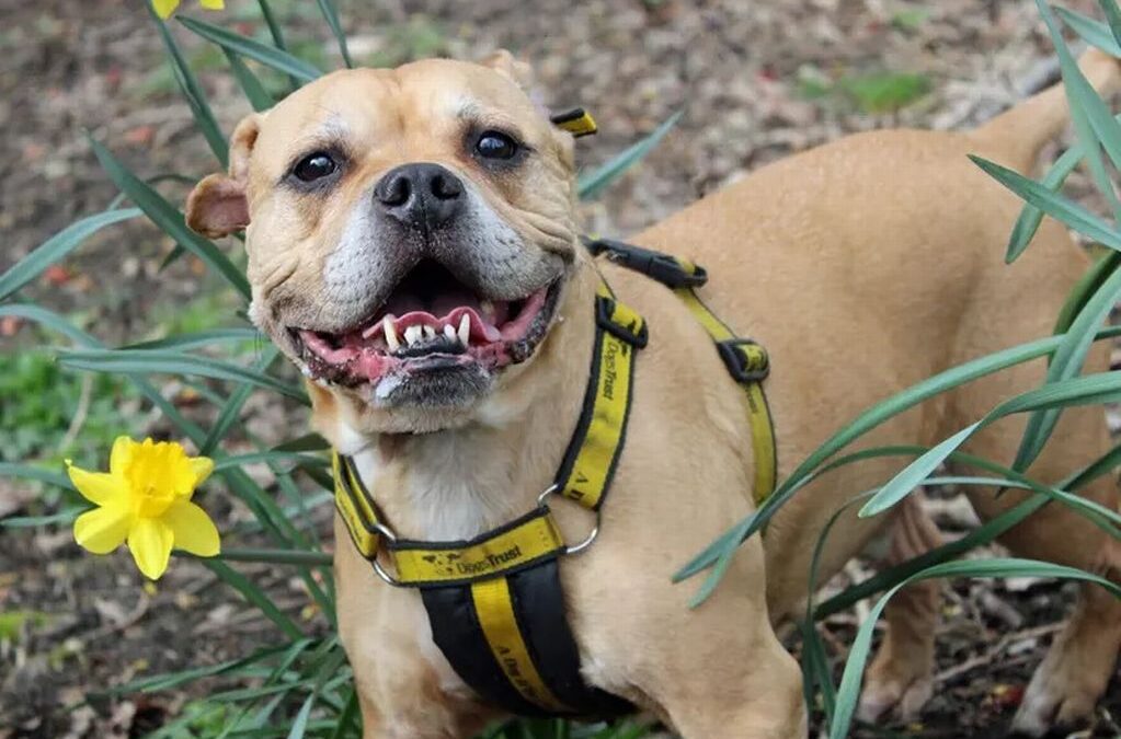 Old aged pooch nobody wants has lived in kennels for eight months