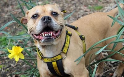 Old aged pooch nobody wants has lived in kennels for eight months