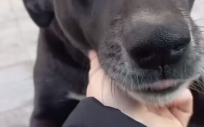 Dog Patiently Waits Every Morning For Pet Shop To Open So She Can Be The First Customer