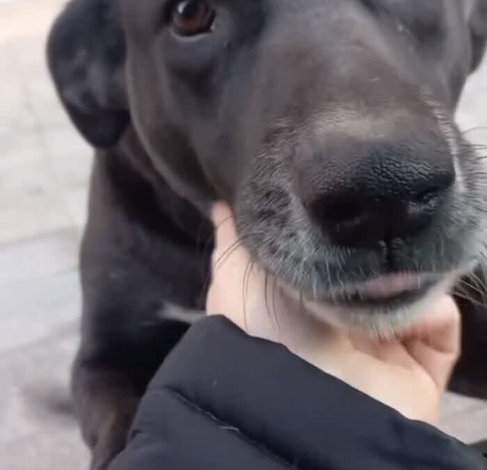 Dog Patiently Waits Every Morning For Pet Shop To Open So She Can Be The First Customer