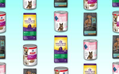 How to choose the best dog food, according to veterinarians