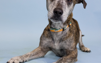 FIDO-Friday’s Oregon Dog Rescue Featured Shelter Dog-BROWNIE