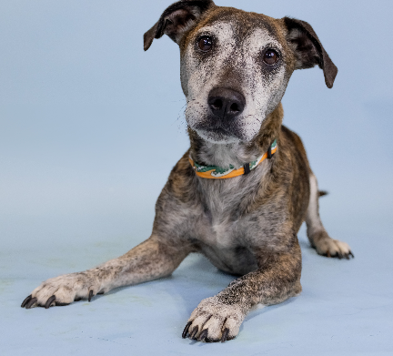 FIDO-Friday’s Oregon Dog Rescue Featured Shelter Dog-BROWNIE