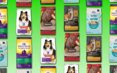 The best dry dog food, plus how to choose the healthiest recipe for your pet