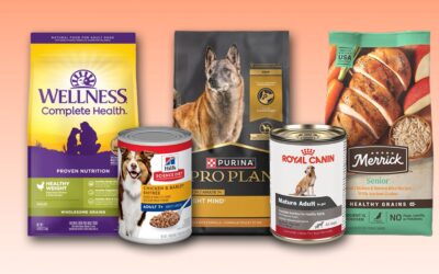 The best senior dog food in 2024, with advice from veterinarians