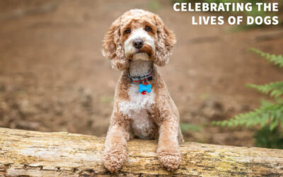 ‘Tails At 60: Celebrating The Lives Of Dogs’: I Captured 50 Dogs For My Photo Book