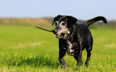 The Ultimate Guide to Caring for Senior Dogs: Tips, Tools, and Products to Improve Their Quality of Life