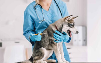 How Much Does Pet Insurance Cost in 2024?