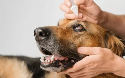 Dog Cataract Surgery Cost (2024 Guide)