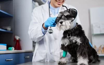 Best Pet Insurance for Senior Dogs