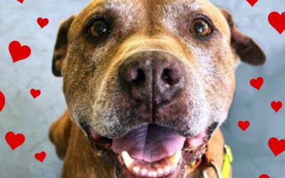 Senior Gentleman Bordeaux