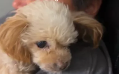 Beloved senior dog made amazing recovery just moments before she was to be put to sleep