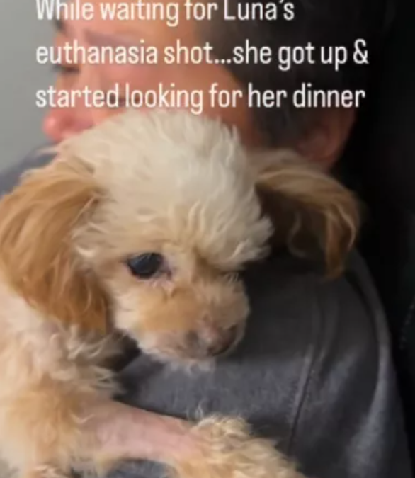 Beloved senior dog made amazing recovery just moments before she was to be put to sleep