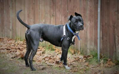 Senior dog Cruiser still not adopted after shelter manager slept overnight in kennel