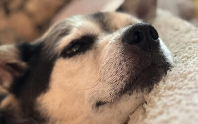 New Tool Reveals How Much Longer You Have With Your Beloved Dog
