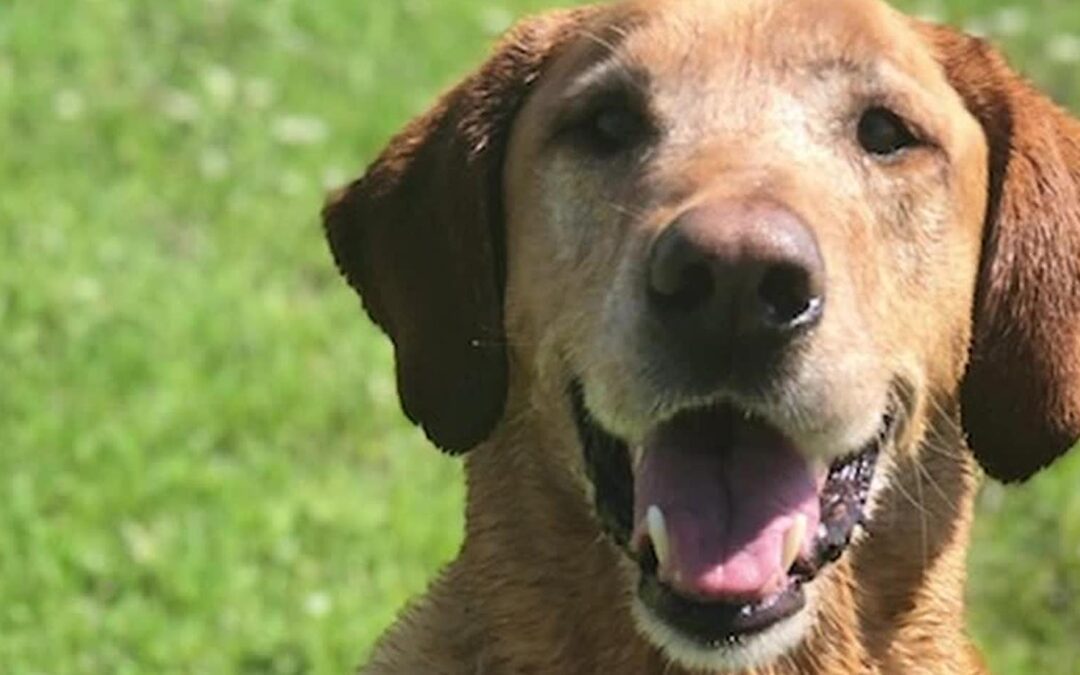 Clinical trial underway in North Texas for new drug that could extend a dog’s lifespan
