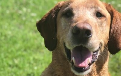 Clinical trial underway in North Texas for new drug that could extend a dog’s lifespan