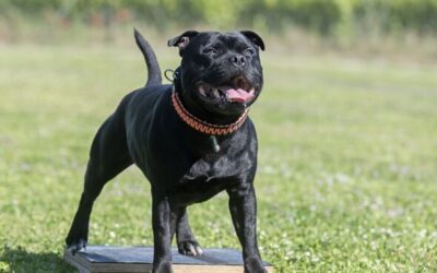 Vet reveals the 15 innocent looking dog breeds that can prove deadly