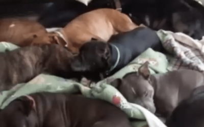 Couple Builds Extra-Large Bed So Their 8-Rescue Dogs Can Sleep with Them