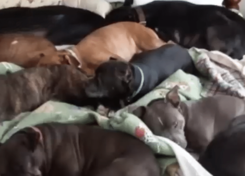 Couple Builds Extra-Large Bed So Their 8-Rescue Dogs Can Sleep with Them
