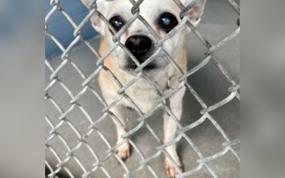 Woman Adopts 18-Year-Old Dog Left at Shelter, Gives Him ‘Best’ Final Months